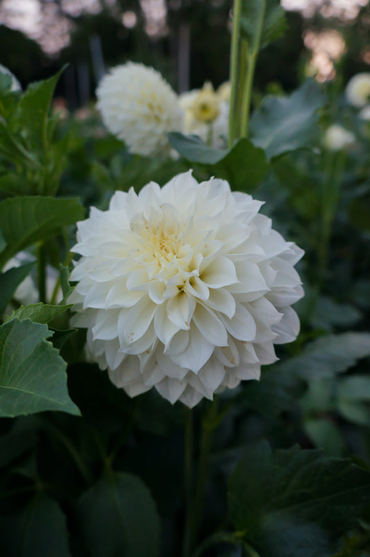 Florelie Whipped Cream Tuber 🇦🇺
