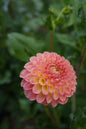 Hapet Daisy Tuber