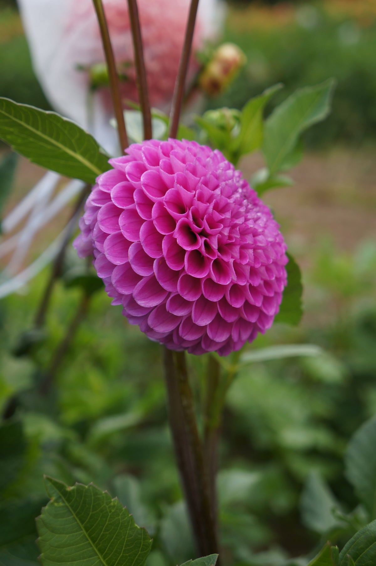 Hapet Pearl Tuber