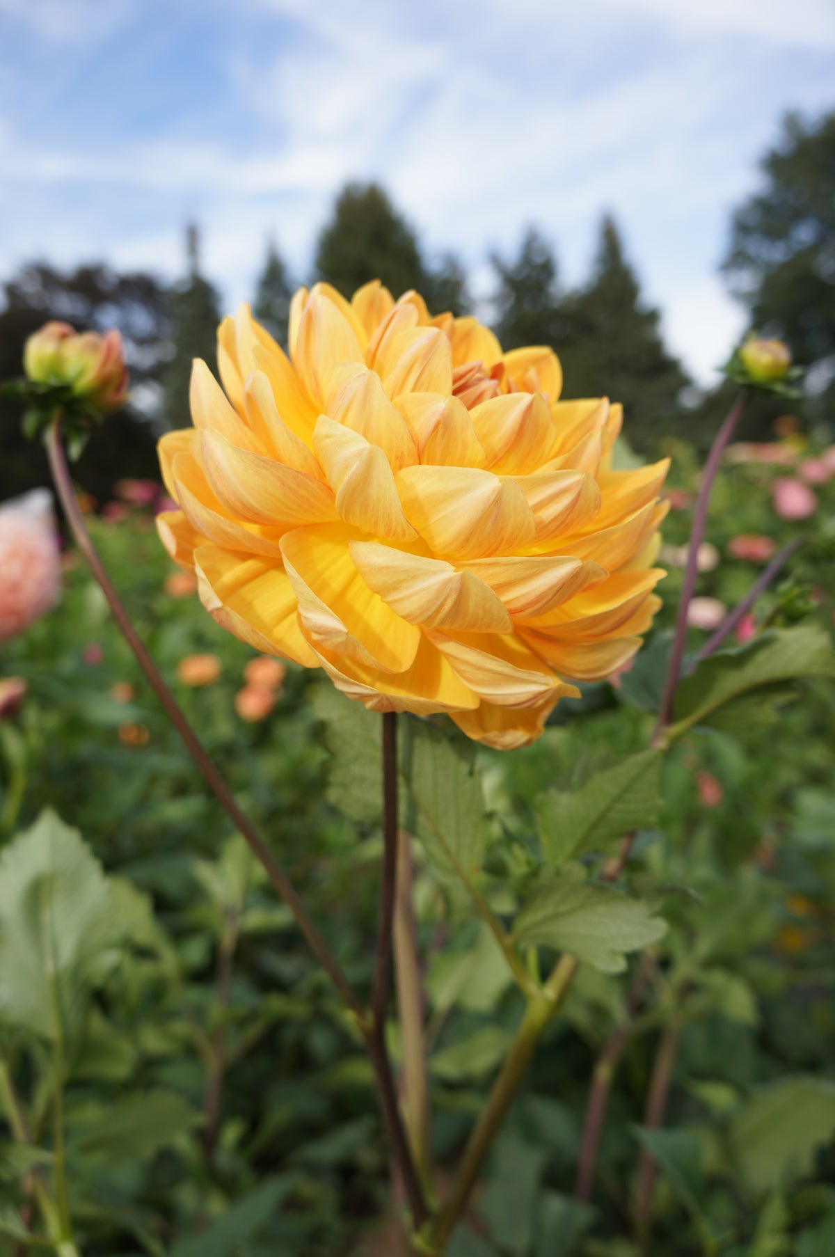 Hollyhill Honey Gold Tuber