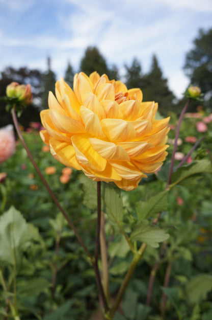 Hollyhill Honey Gold Tuber