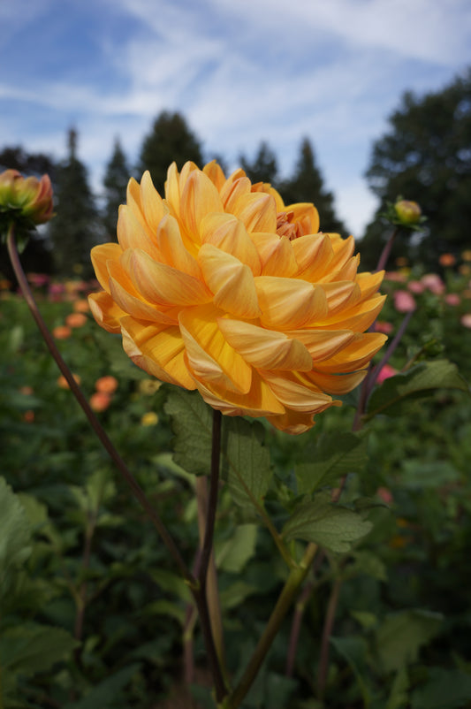 Hollyhill Honey Gold Tuber