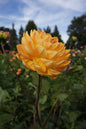 Hollyhill Honey Gold Tuber