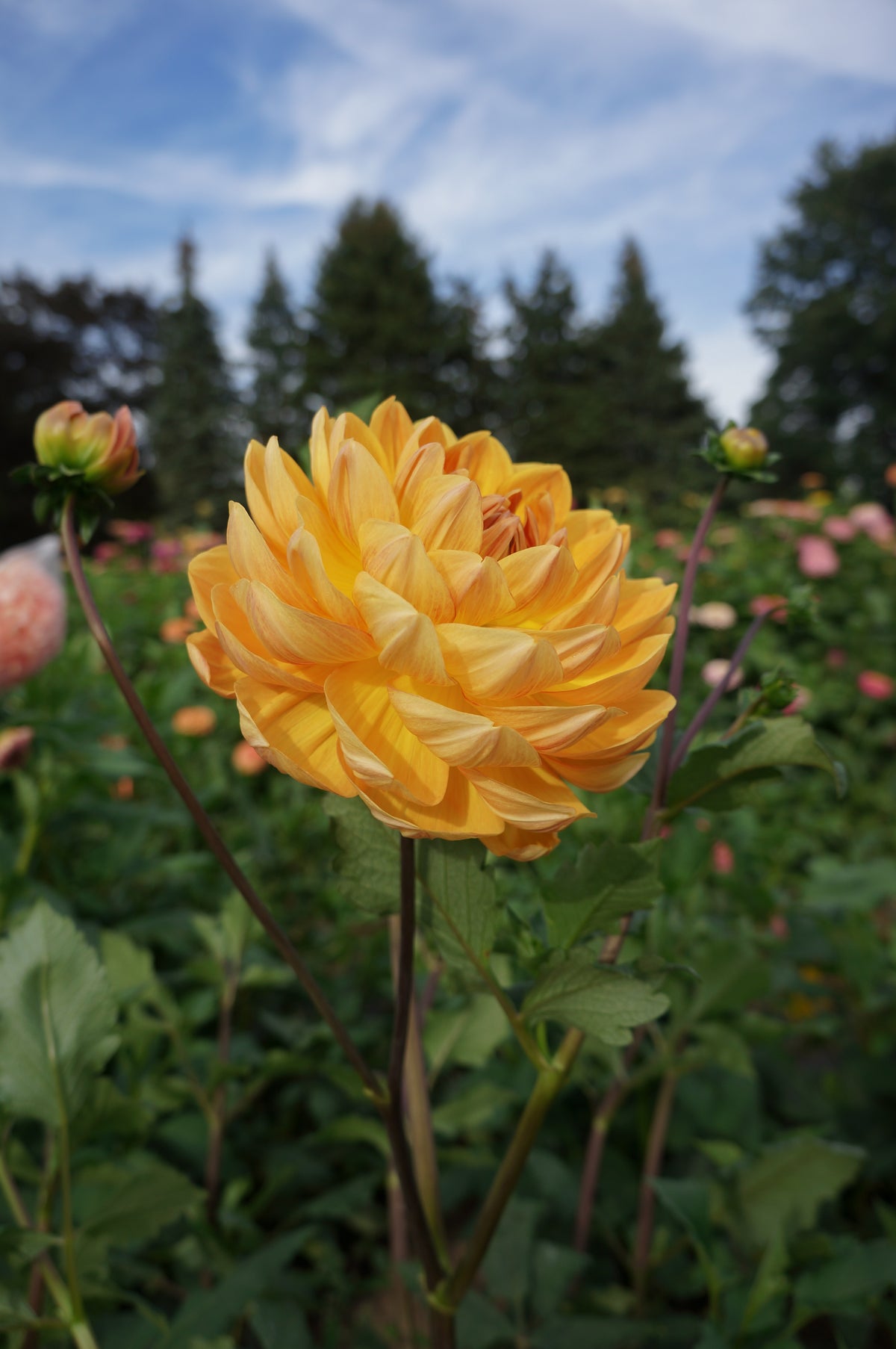 Hollyhill Honey Gold Tuber