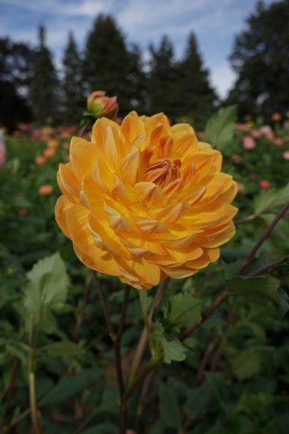 Hollyhill Honey Gold Tuber
