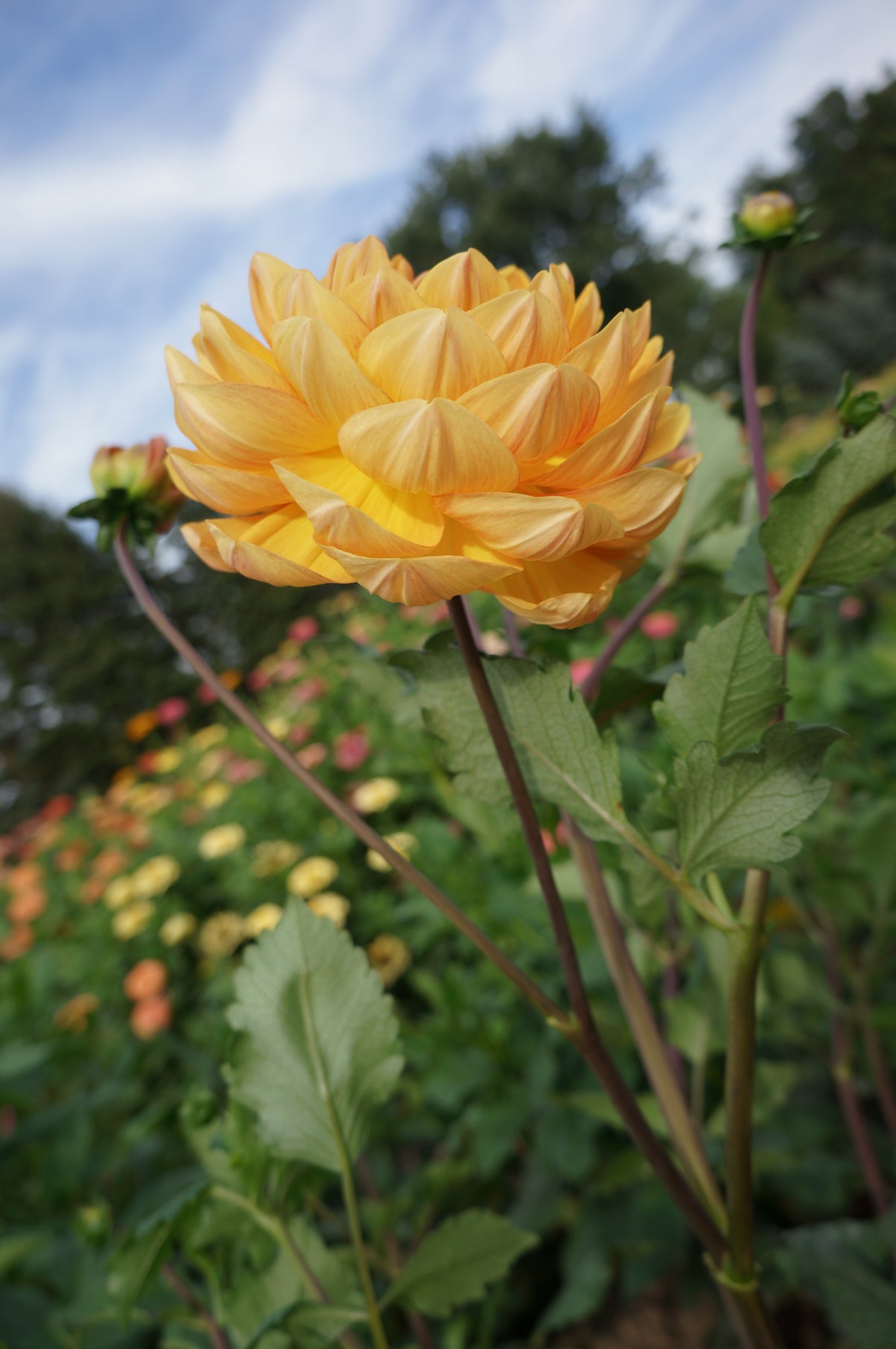 Hollyhill Honey Gold Tuber