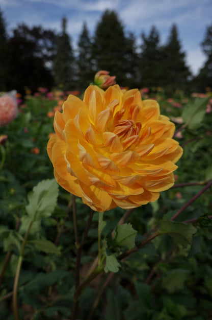 Hollyhill Honey Gold Tuber