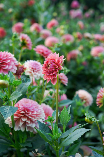KA’s® Boho Peach Tuber
