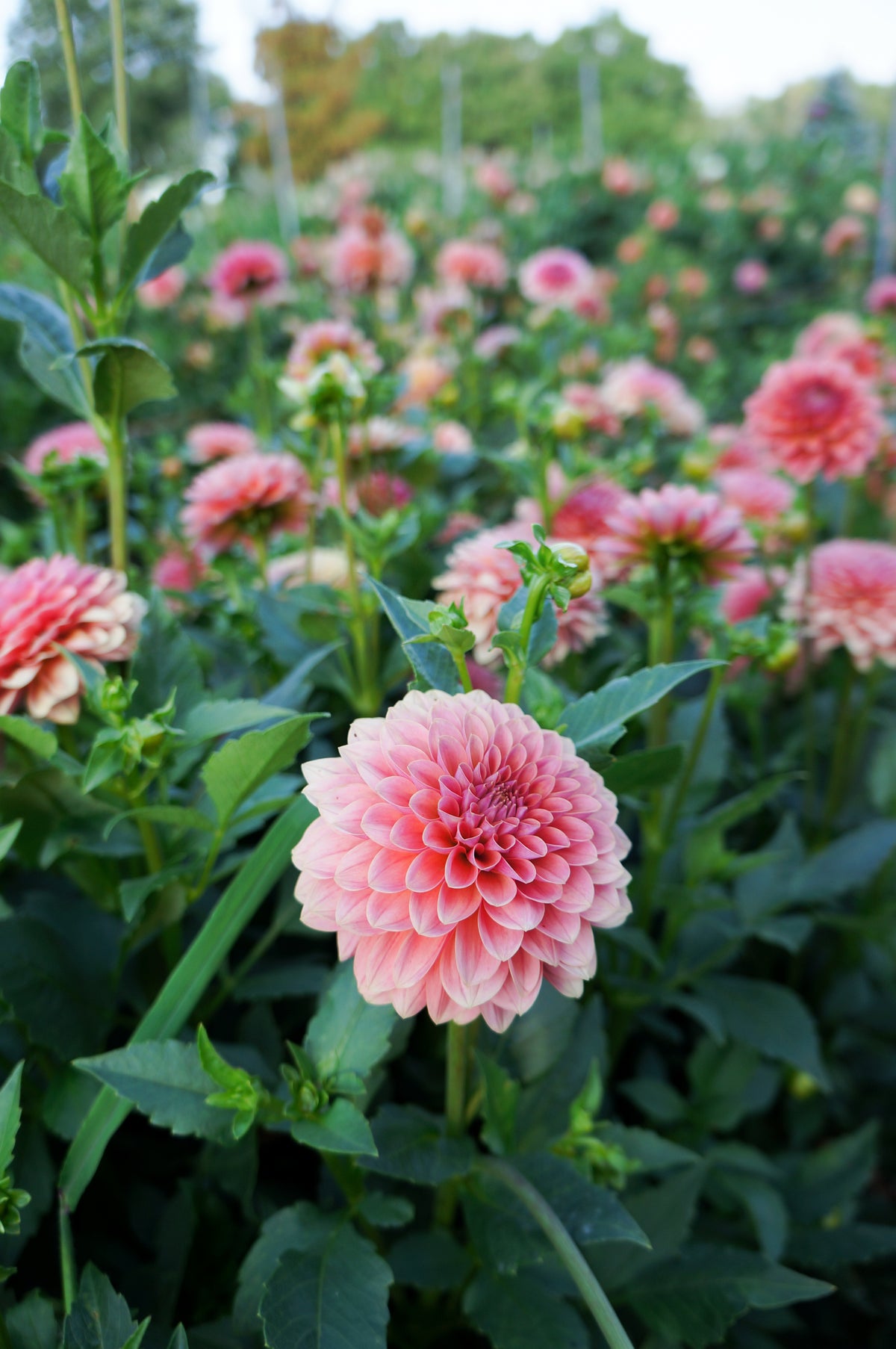 KA’s® Boho Peach Tuber