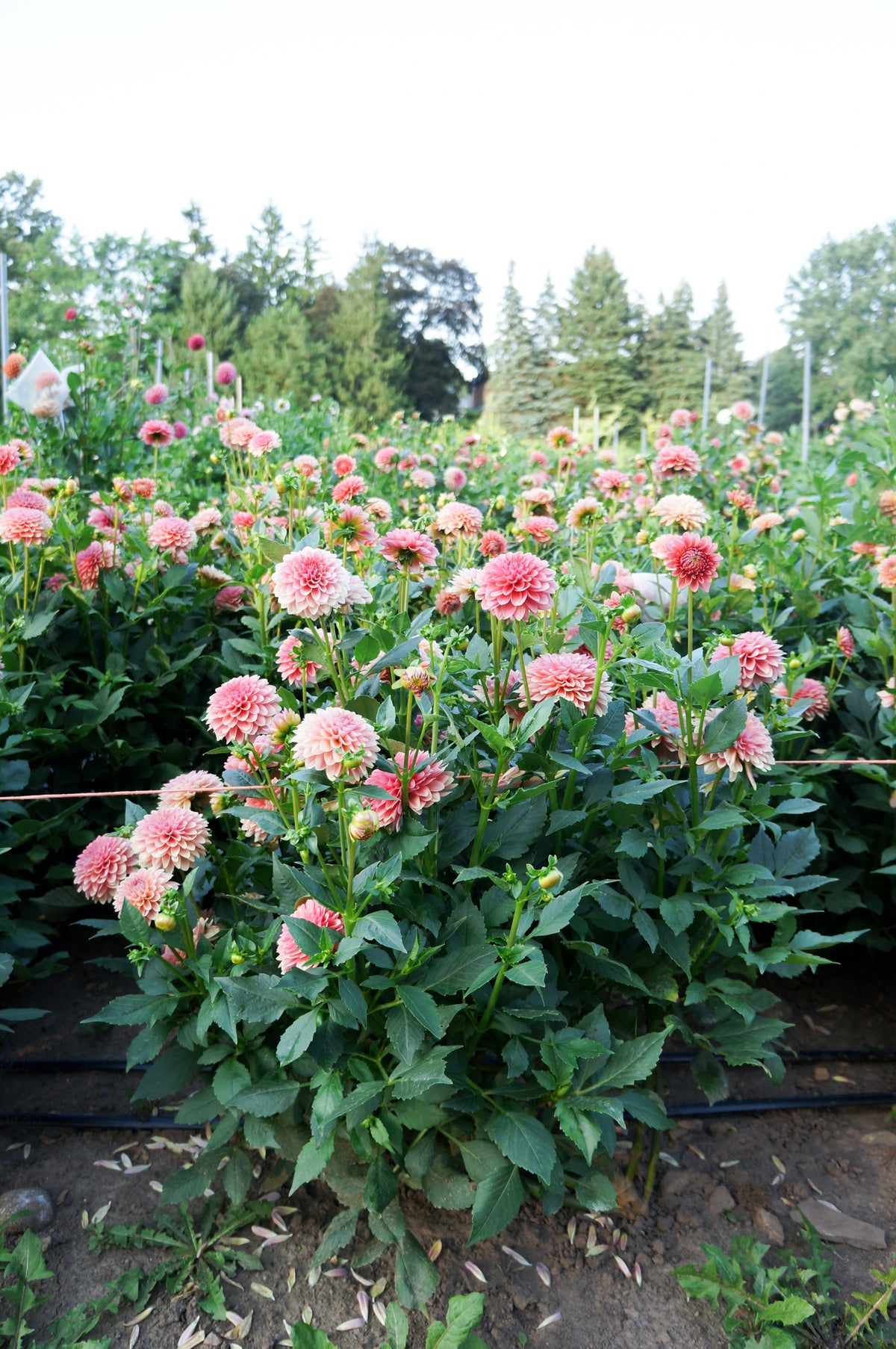 KA’s® Boho Peach Tuber