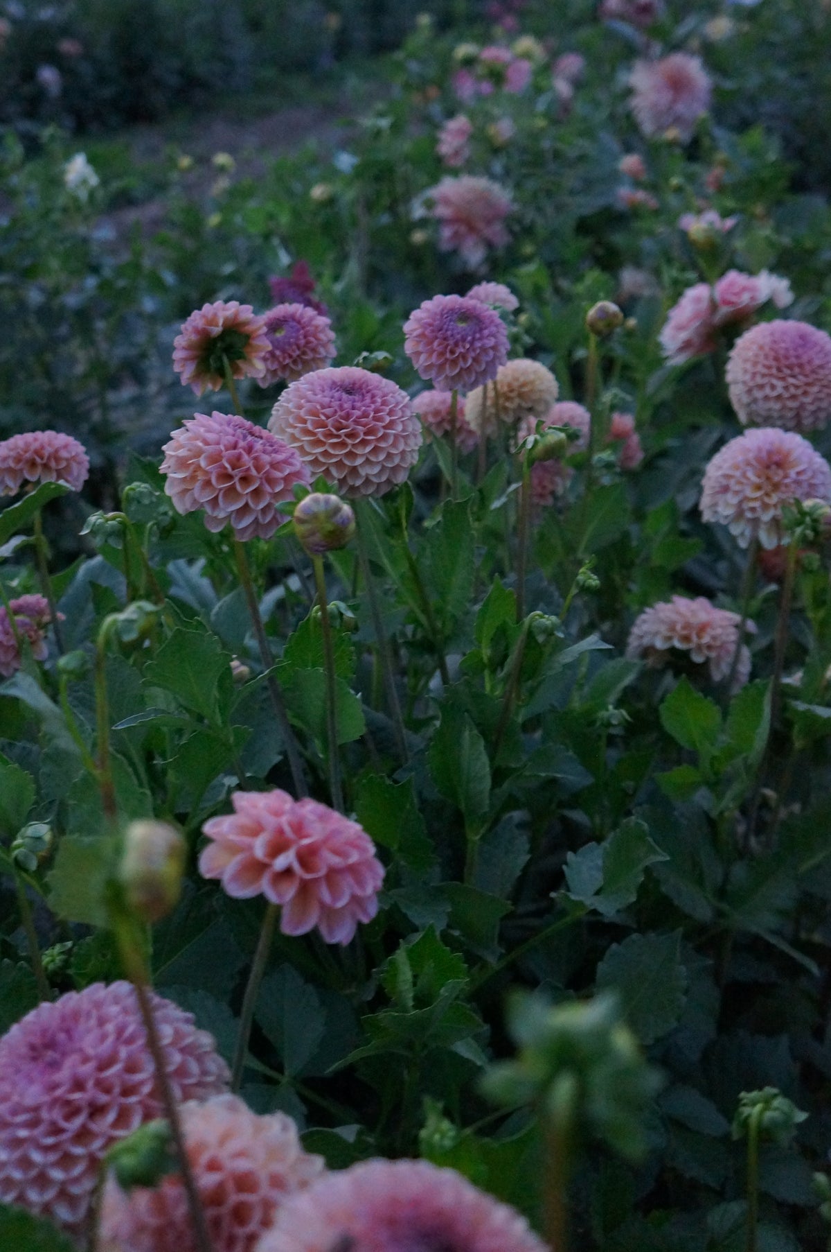 KA's® Boho Rose Tuber