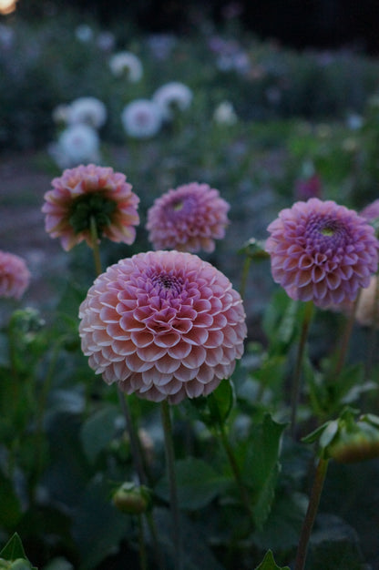 KA's® Boho Rose Tuber