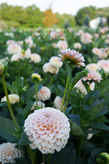 KA’s® Cinder Rose Tuber