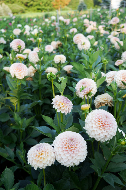 KA’s® Cinder Rose Tuber