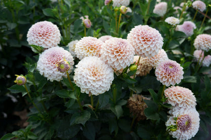 KA’s® Cinder Rose Tuber