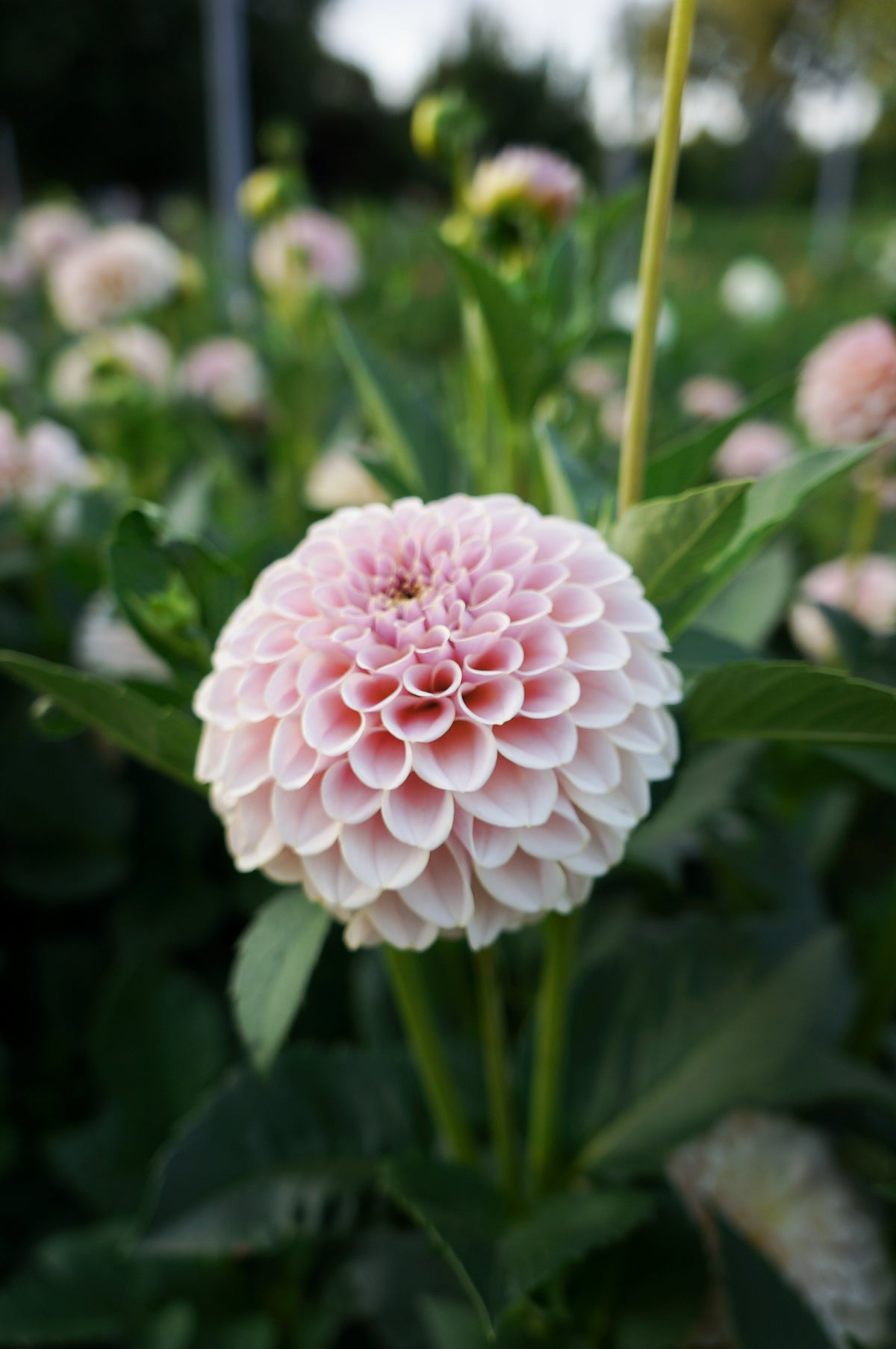 KA’s® Cinder Rose Tuber