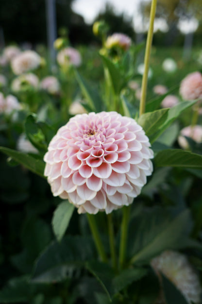 KA’s® Cinder Rose Tuber