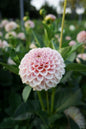 KA’s® Cinder Rose Tuber