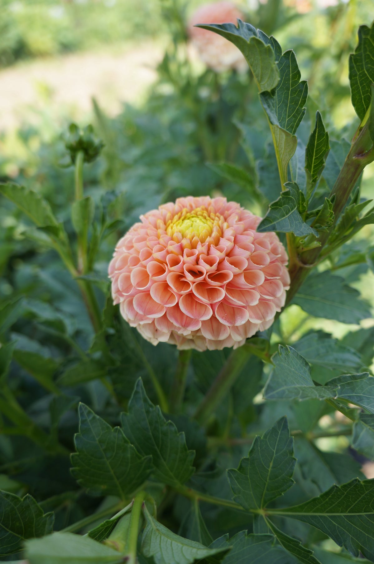 KA’s® Honeycomb Tuber