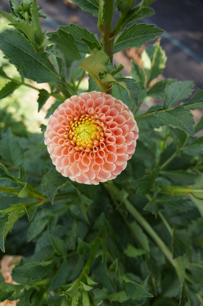 KA’s® Honeycomb Tuber