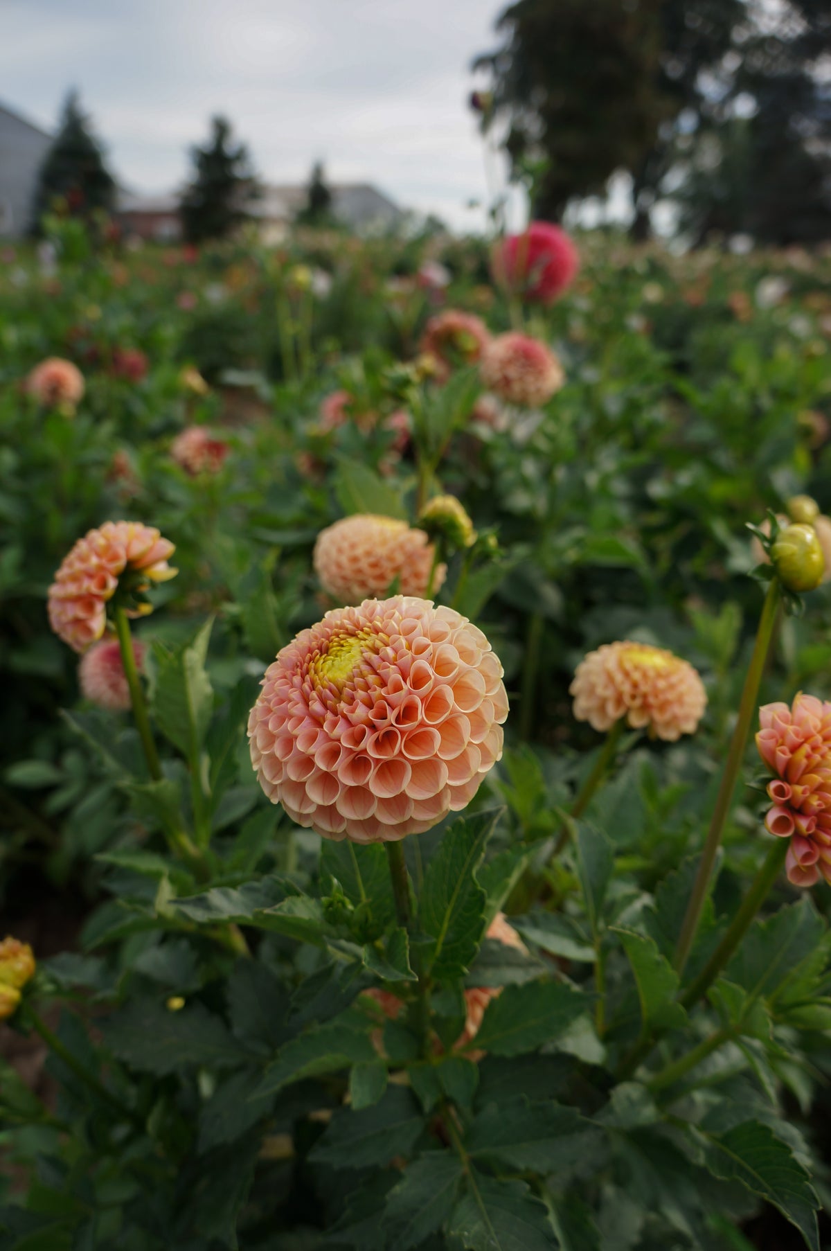 KA’s® Honeycomb Tuber