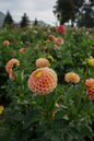 KA’s® Honeycomb Tuber