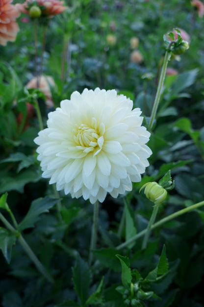 KA's® Linen Tuber