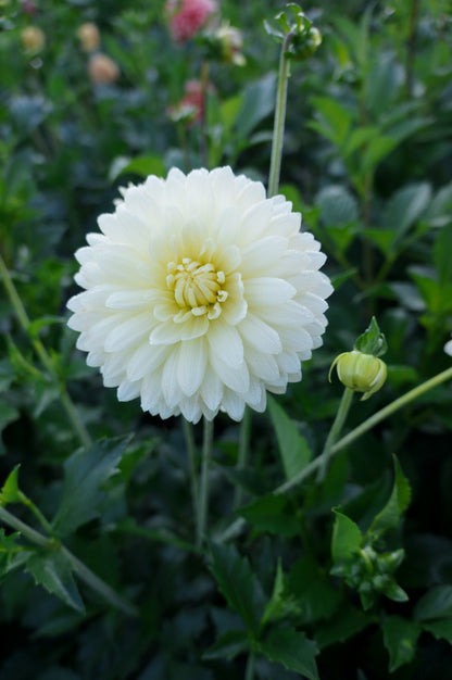 KA's® Linen Tuber