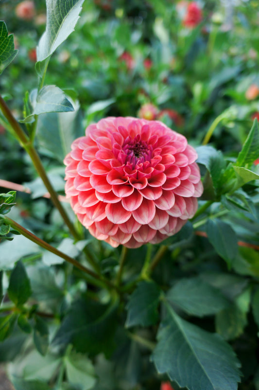 KA’s® Blood Orange Tuber