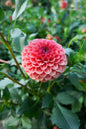 KA’s® Blood Orange Tuber