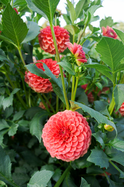 KA’s® Blood Orange Tuber