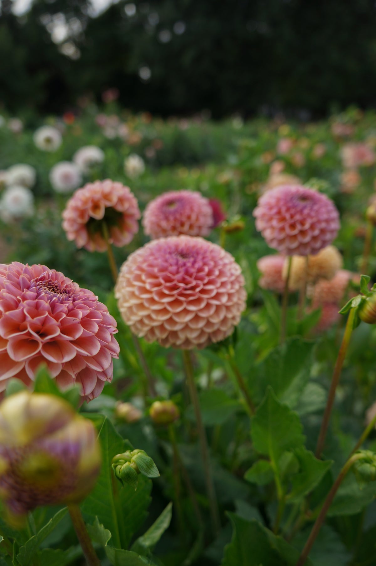 KA's® Boho Rose Tuber