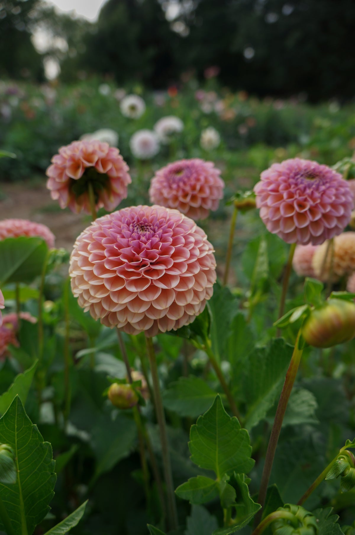 KA's® Boho Rose Tuber