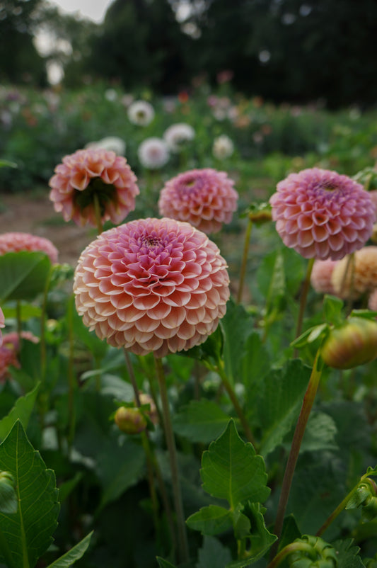 KA's® Boho Rose Tuber