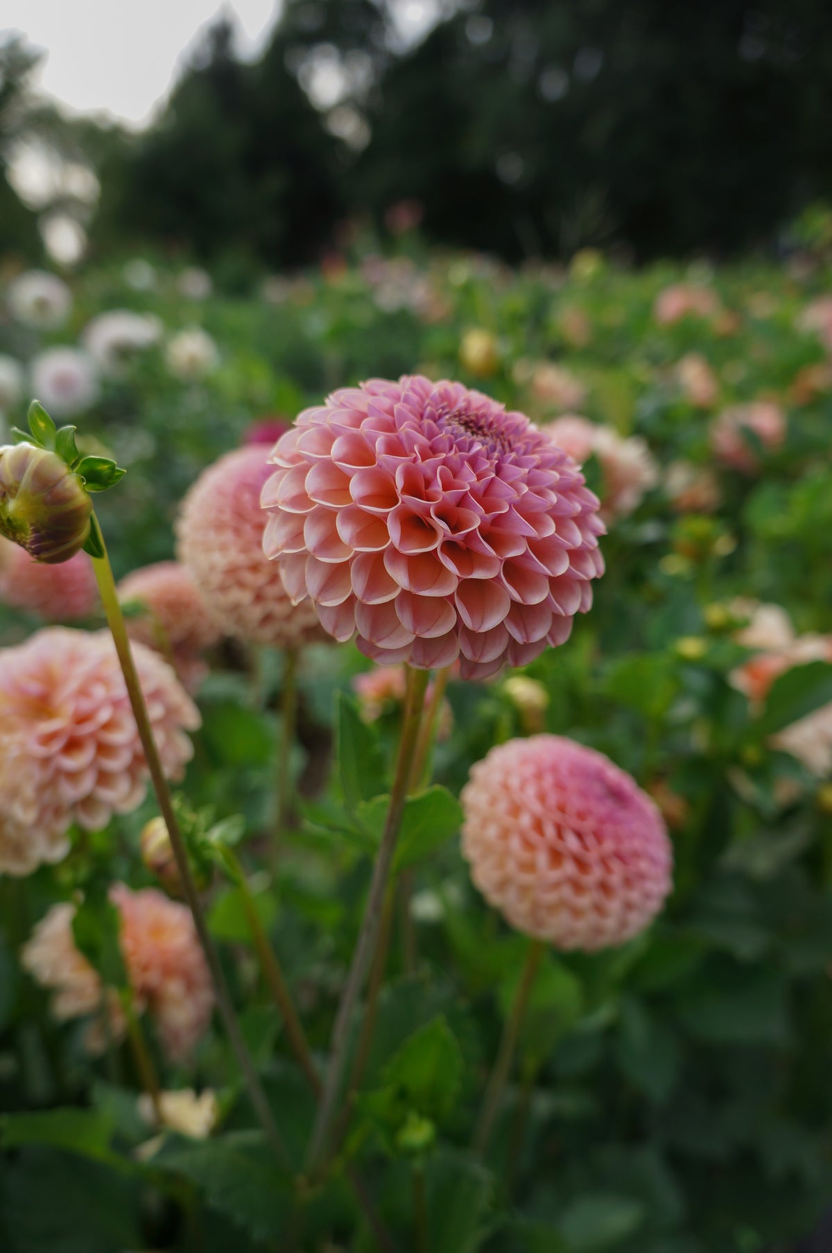 KA's® Boho Rose Tuber