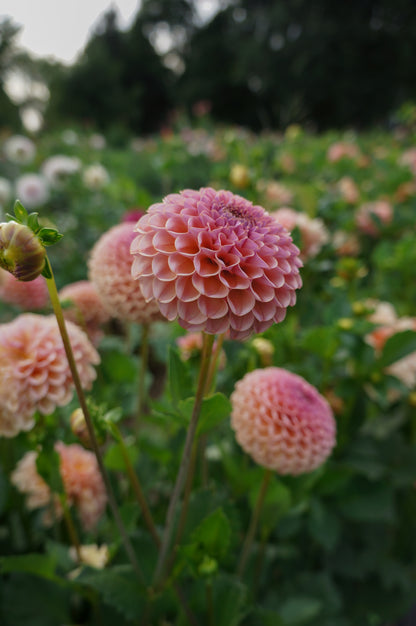 KA's® Boho Rose Tuber