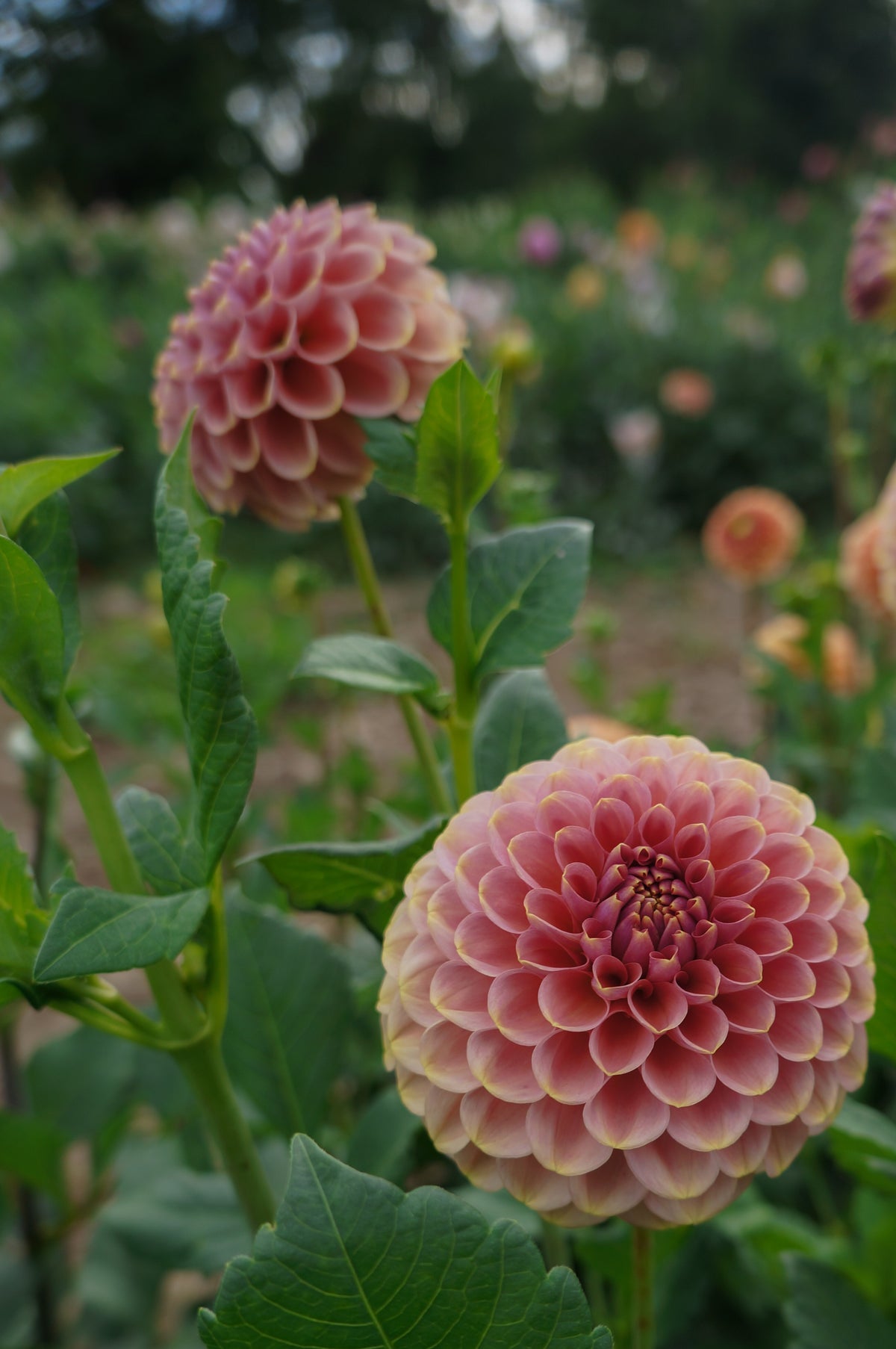 KA's® Boho Rose Tuber