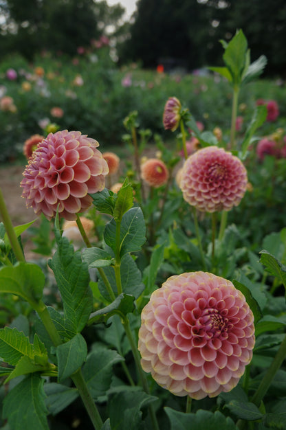 KA's® Boho Rose Tuber