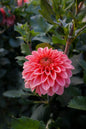 KA’s® Guava Tuber
