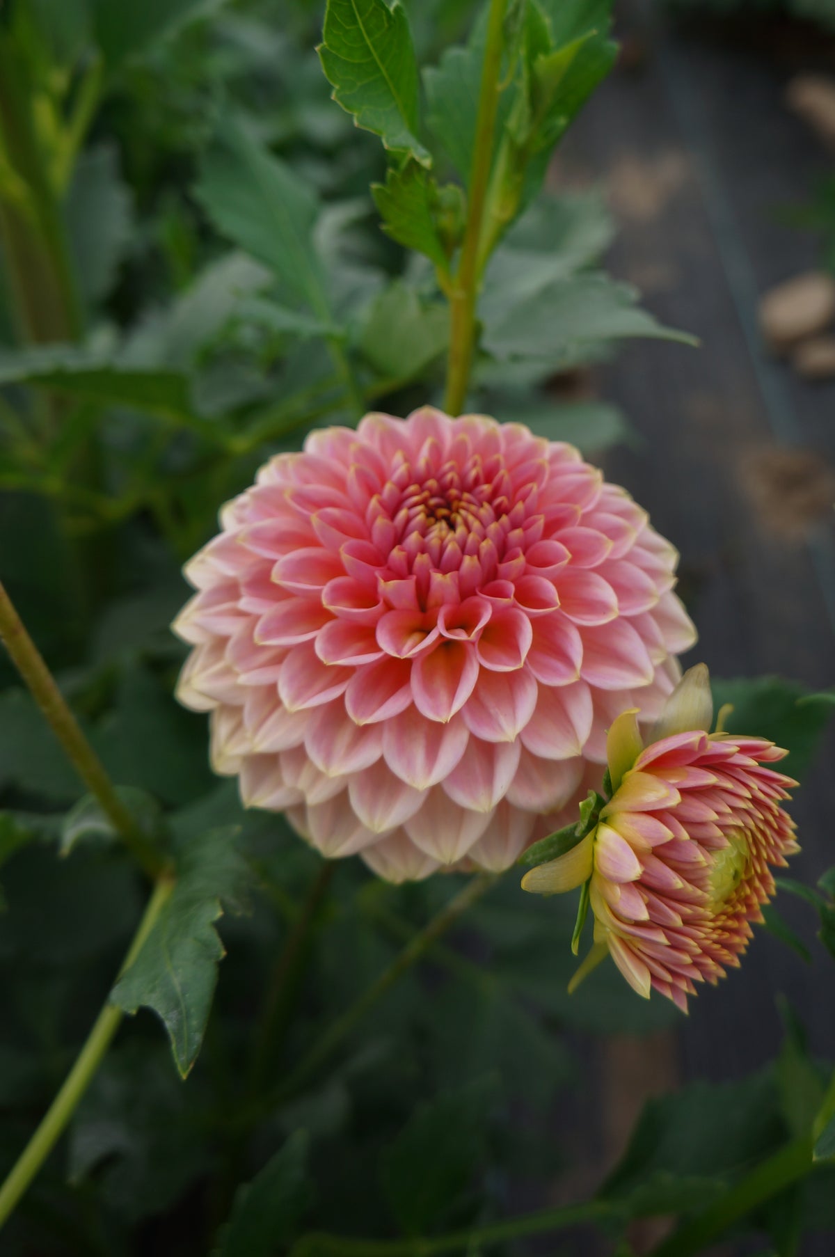 KA’s® Morning Dew Tuber