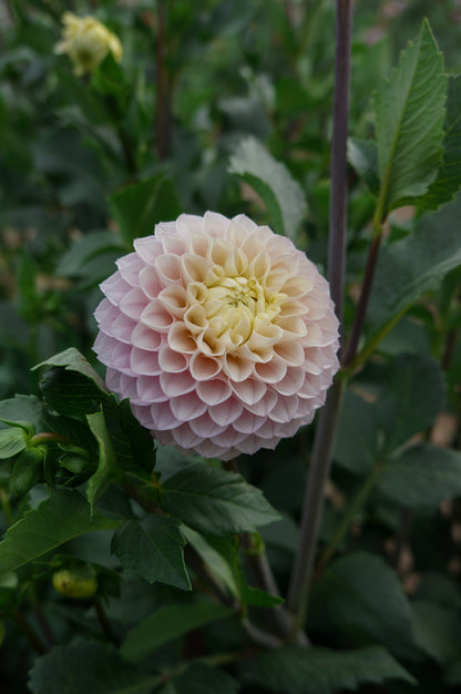 KA’s® Opal Cliffs Tuber