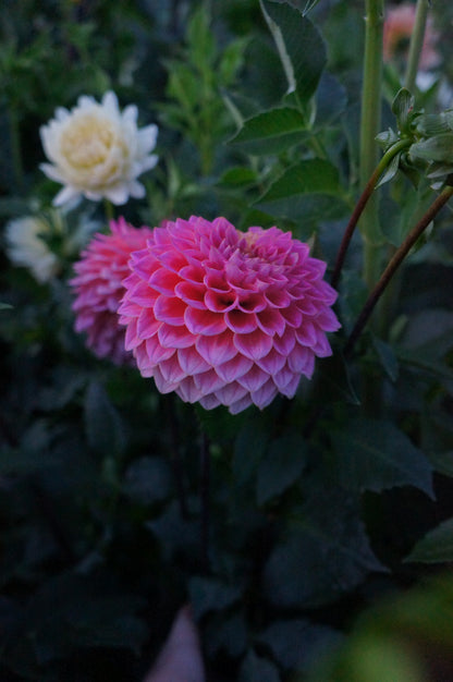 KA’s® Poppin Pink Tuber