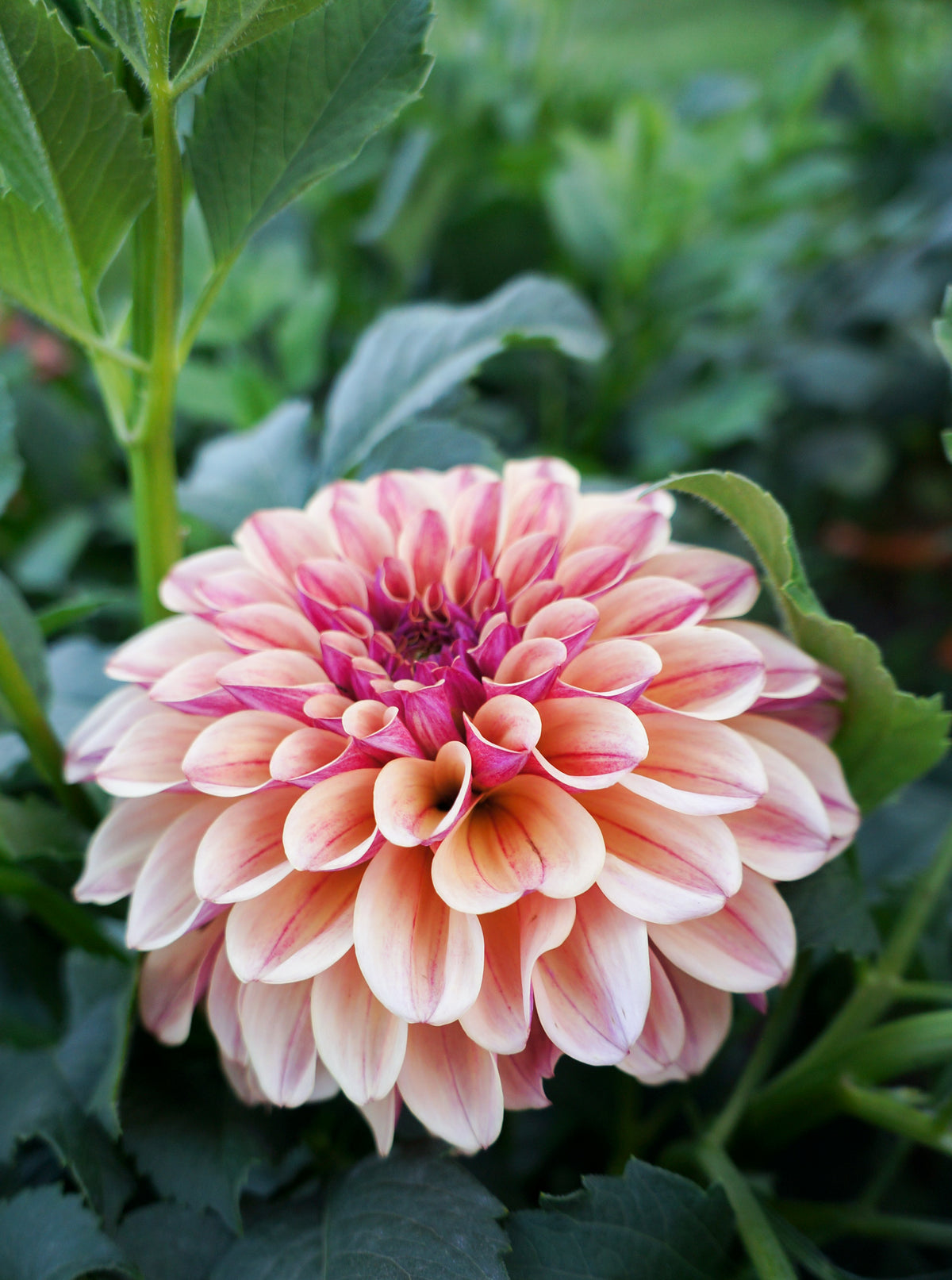 KA’s® Rhubarb Tuber