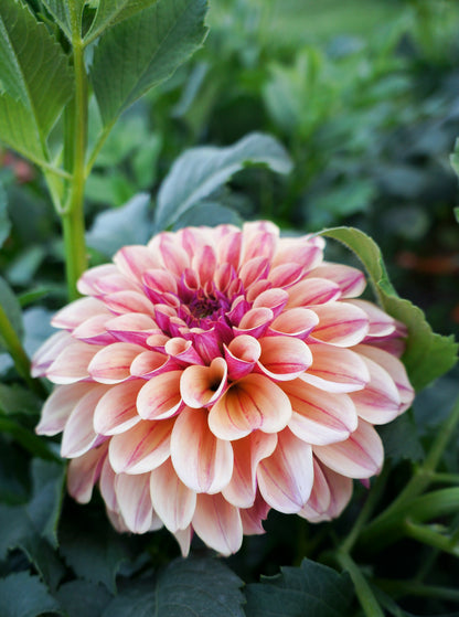 KA’s® Rhubarb Tuber