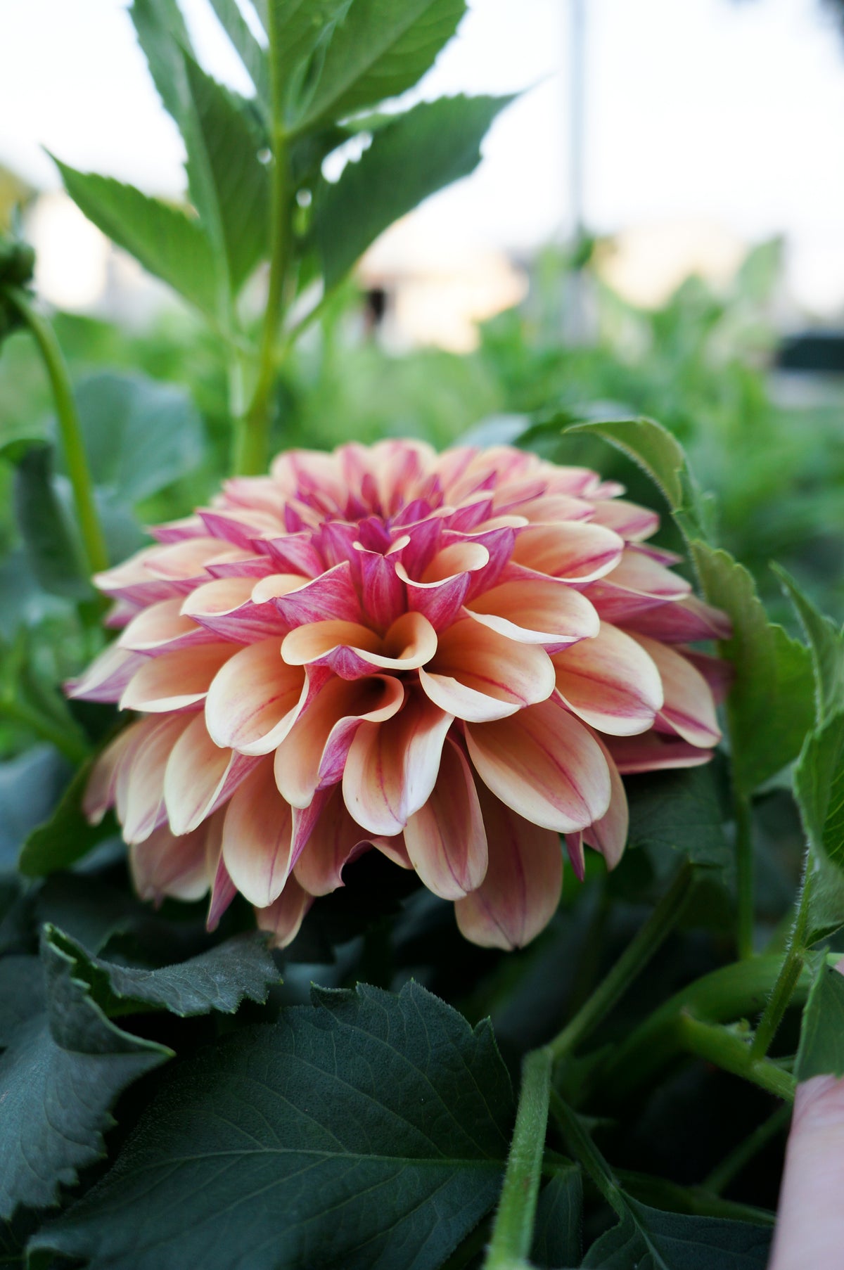 KA’s® Rhubarb Tuber