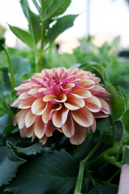 KA’s® Rhubarb Tuber