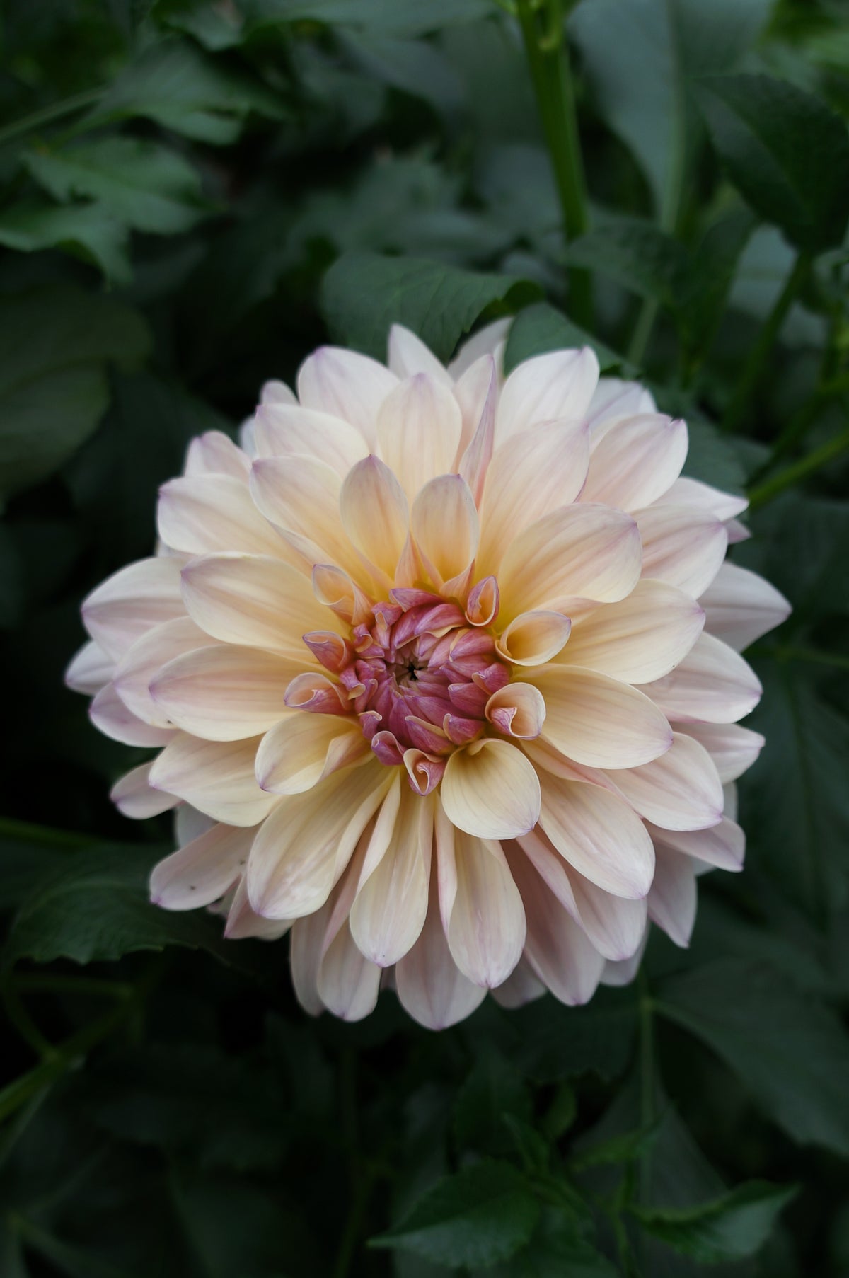 KA’s® Penny Lane Tuber
