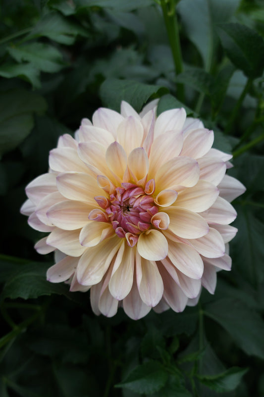 KA’s® Penny Lane Tuber