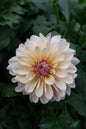 KA’s® Penny Lane Tuber