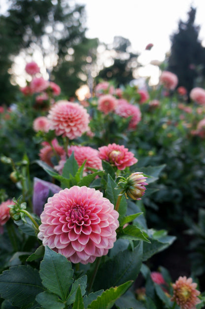 KA’s® Boho Peach Tuber